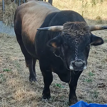 6 Pers Sur L'aubrac A Proximite De Nasbinals * Prinsuejols-Malbouzon